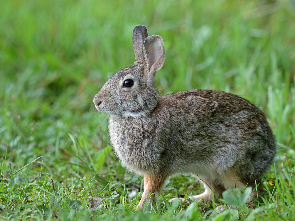 Adorable Rabbit in Lush Green Grass - Serene Nature Wallpaper