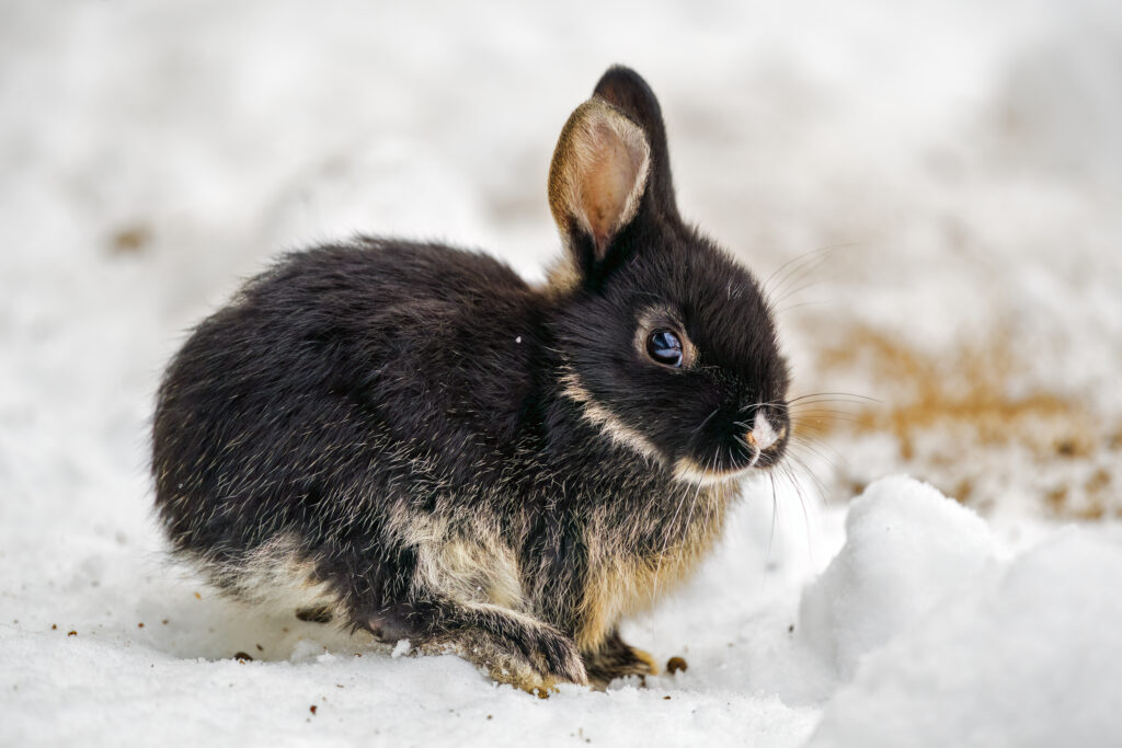 Cute Dark-Furred Rabbit in Snowy Landscape - Enchanting Wallpaper