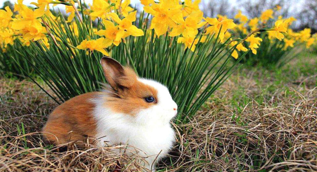 Charming Rabbit in Vibrant Yellow Flower Field Wallpaper Background