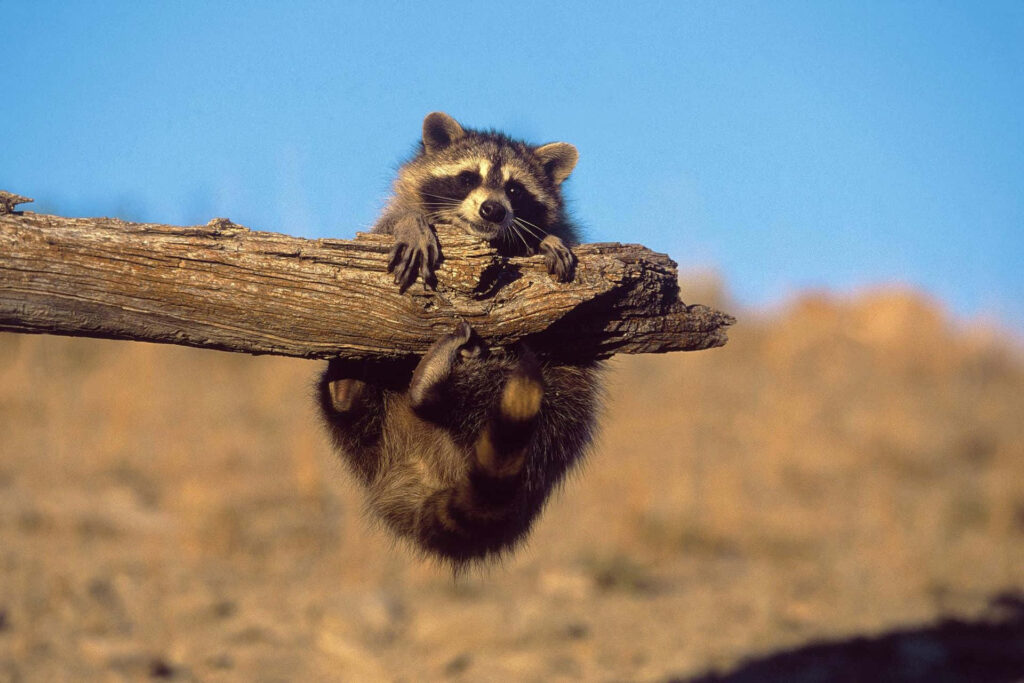 Adorable Raccoon Clings to Tree Branch Against Clear Blue Sky Wallpaper