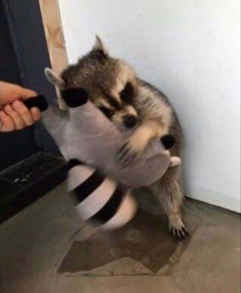 Cute Raccoon Hugs Plush Toy: Heartwarming Moment in Playful Scene Wallpaper