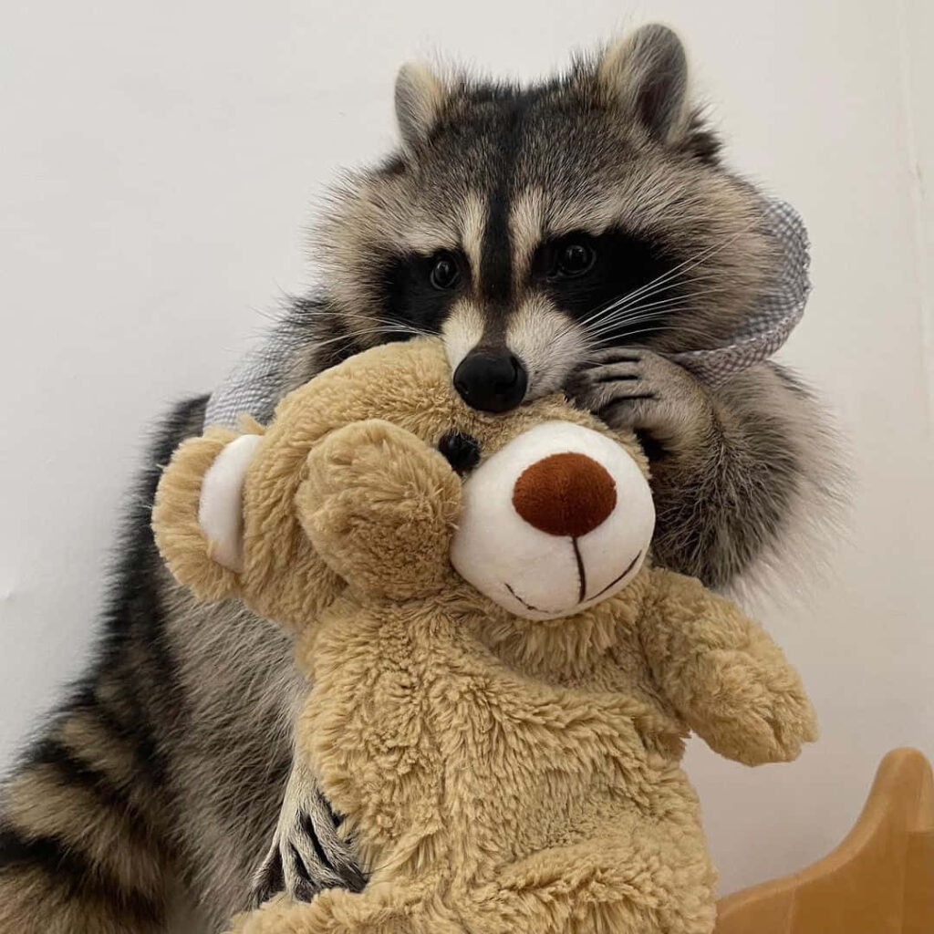 Adorable Raccoon Hugs Fluffy Teddy Bear in Whimsical Scene Wallpaper