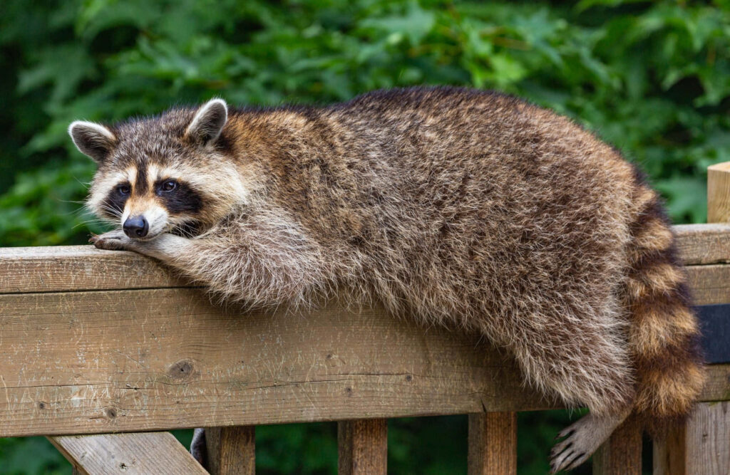 Charming Raccoon Relaxing on Railing Amid Lush Greenery Wallpaper