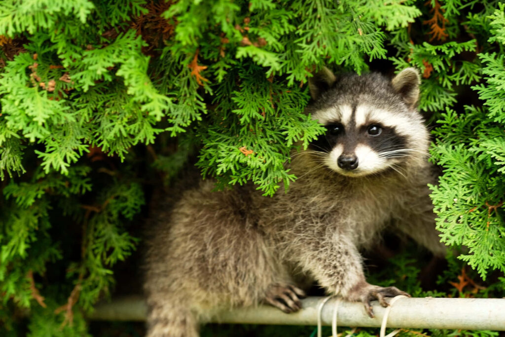 Charming Raccoon Peeking Through Lush Green Leaves in Nature Wallpaper