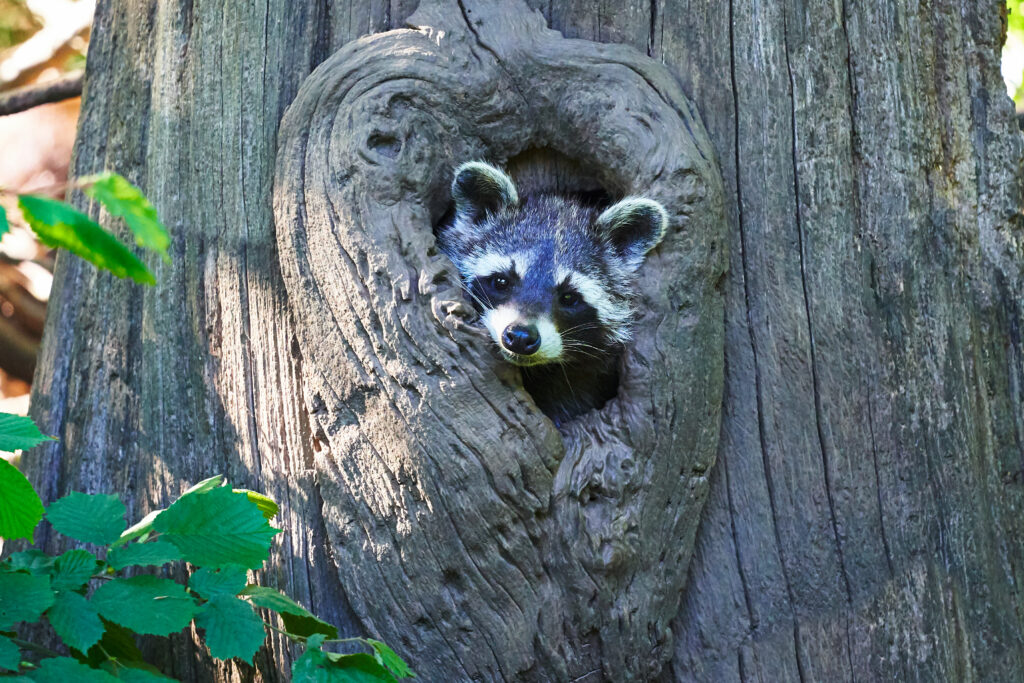 Charming Raccoon Peeking Through Tree Hole - Nature Wallpaper