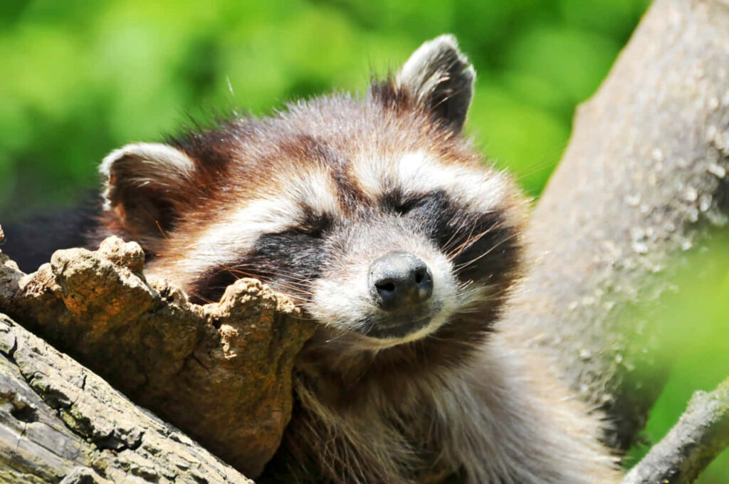 Serene Raccoon Sleeping on Tree Trunk in Tranquil Nature Wallpaper