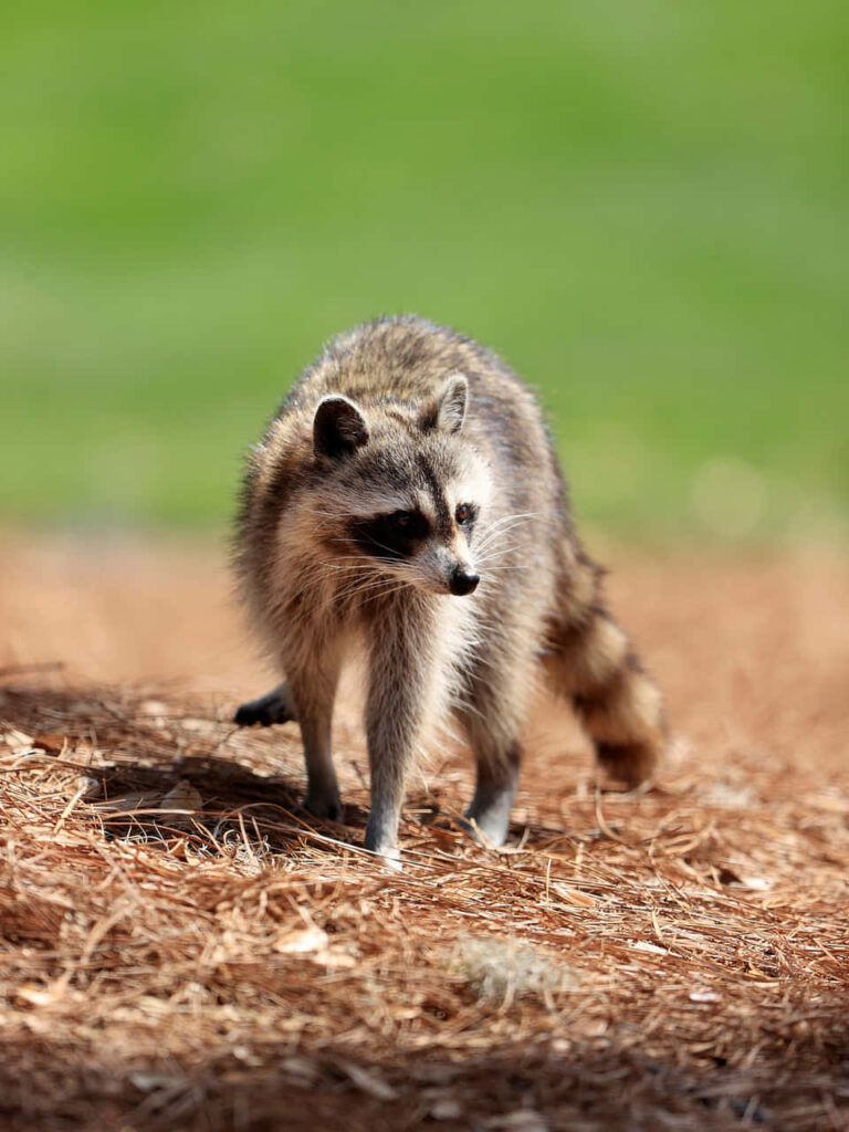 Cute Raccoon in Dried Grass: A Charming Nature Moment Wallpaper
