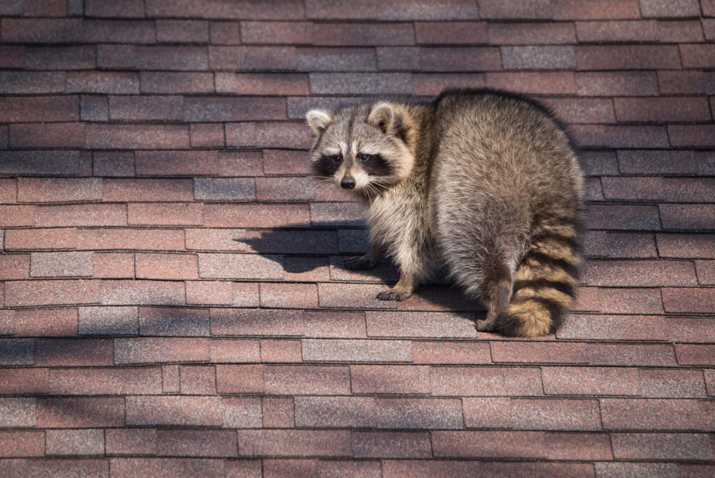 Playful Raccoon Strolling on Shingled Roof Under Soft Sunlight Wallpaper