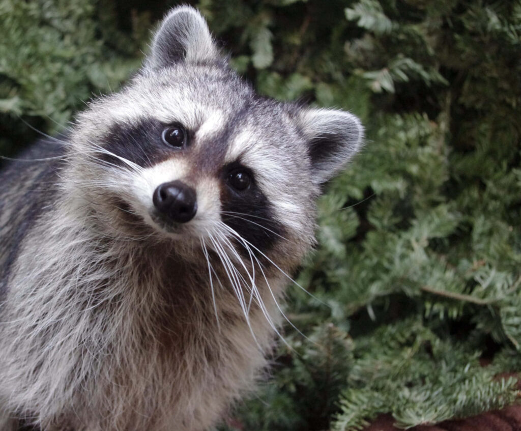 Adorable Raccoon Wallpaper with Green Foliage Background