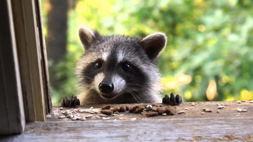 Charming Raccoon Wallpaper: Cute Peeking Pose on Leafy Background