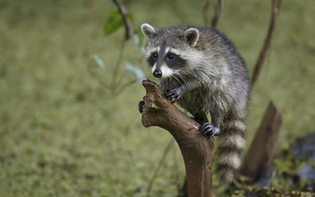 Cute Raccoon on Tree Branch - Nature Wallpaper with Striped Tail