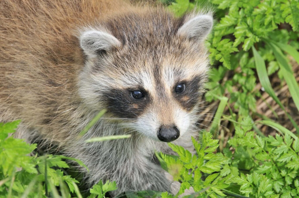 Charming Raccoon in Lush Green Grass - Nature Wallpaper