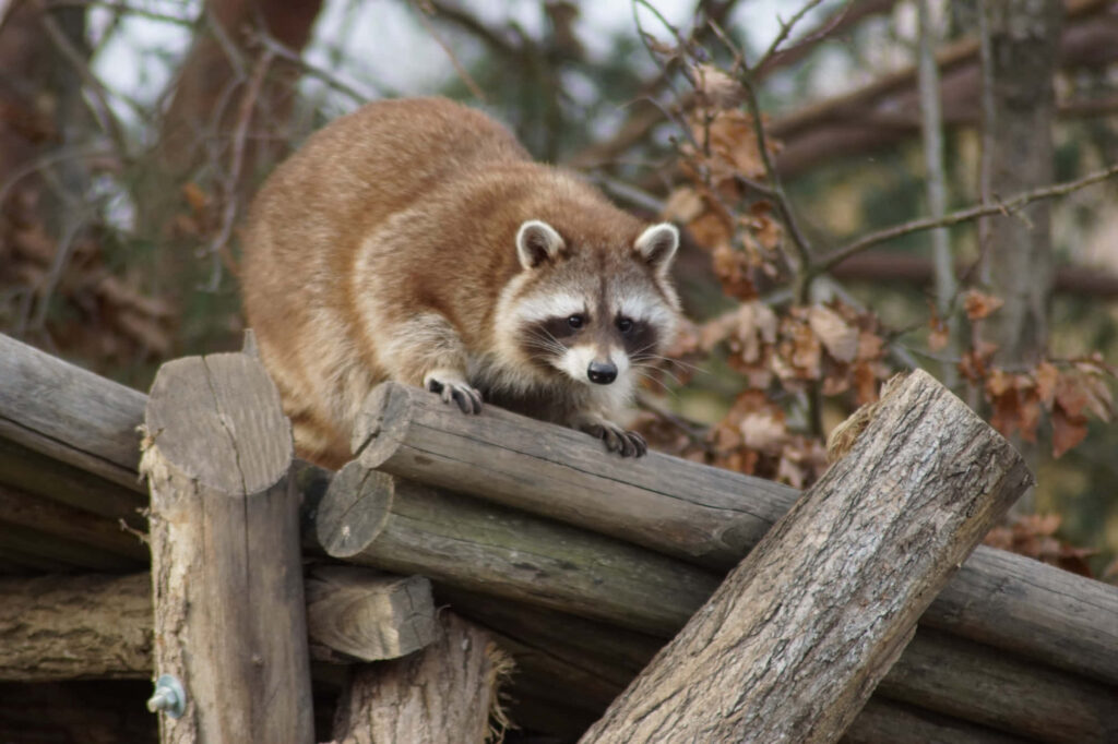 Cute Raccoon on Logs in Rustic Wooded Background Wallpaper