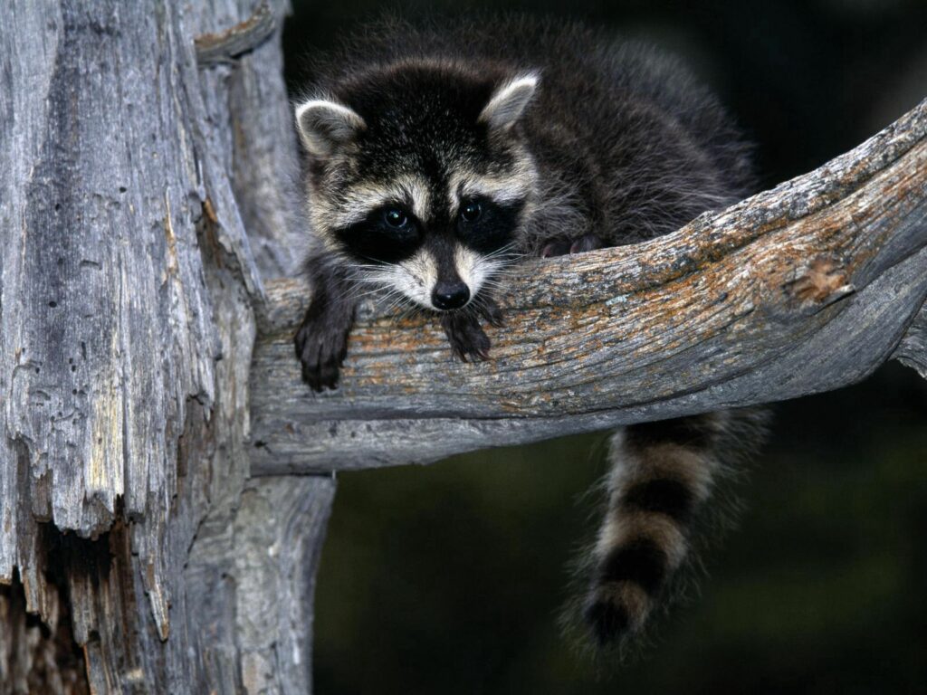 Cute Raccoon on Tree Branch: Nature's Charm Wallpaper