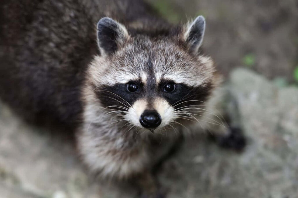 Curious Raccoon Wallpaper with Blurred Bokeh Background