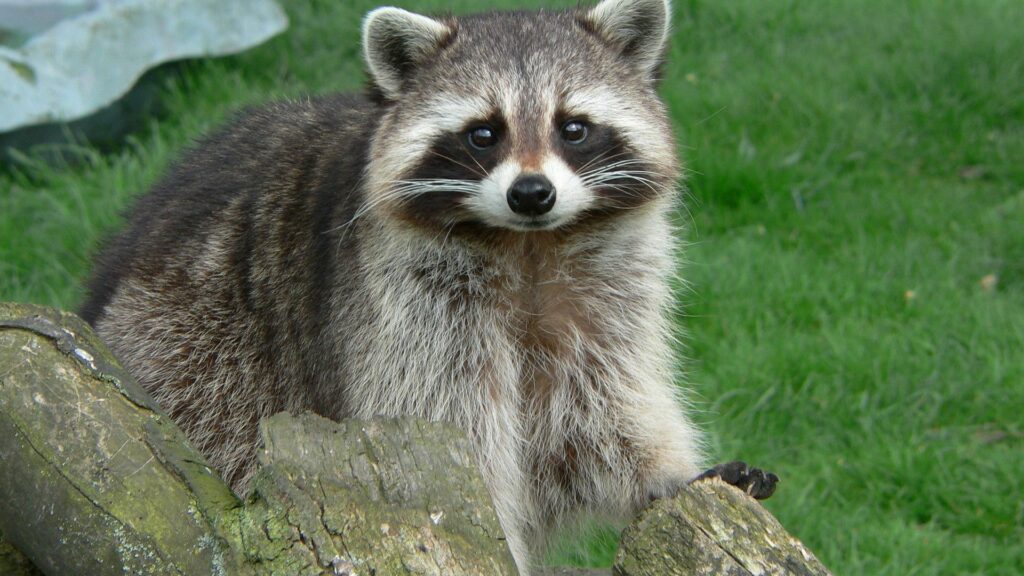Charming Raccoon Wallpaper on Weathered Wood and Lush Grass