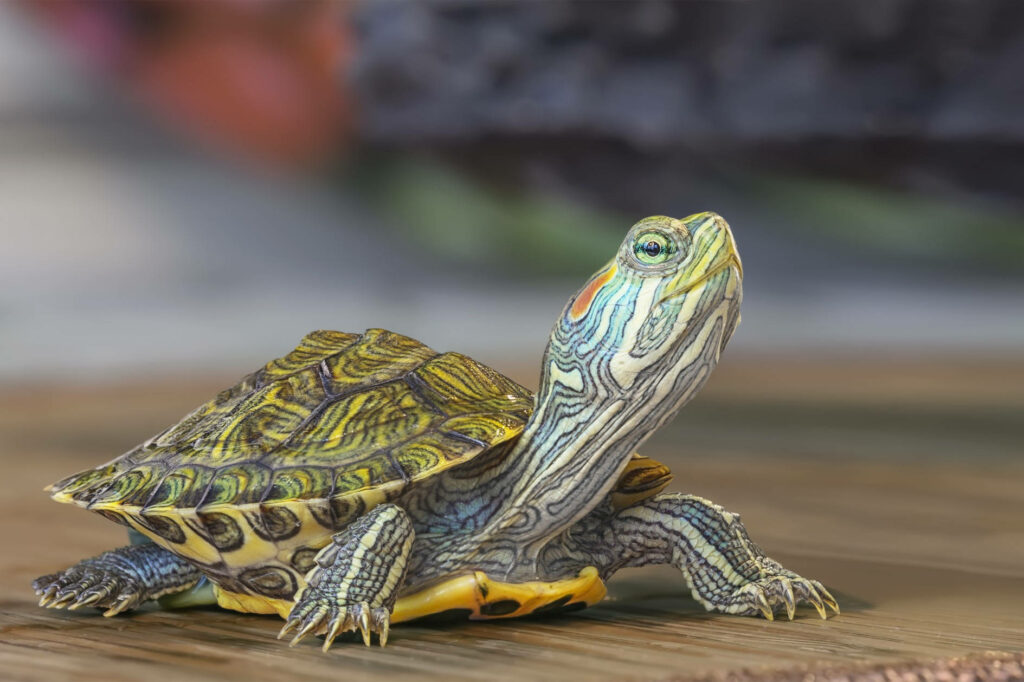 Vibrant Red-Eared Slider Turtle Wallpaper for Nature Lovers