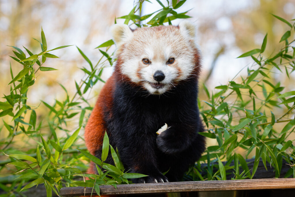 Adorable Red Panda Among Lush Bamboo - Serene Wallpaper