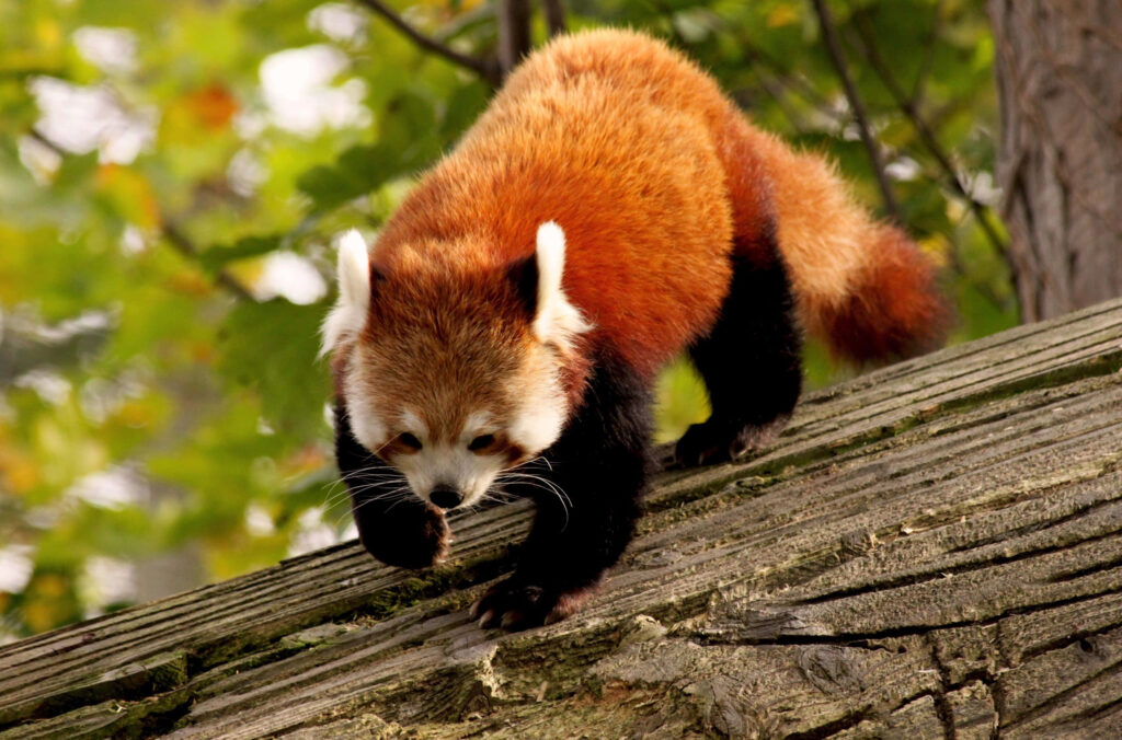 Cute Red Panda Climbing Down Tree Among Green Leaves - Nature Beauty Wallpaper