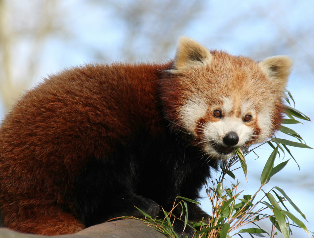 Cute Red Panda Wallpaper with Adorable Face & Fluffy Fur