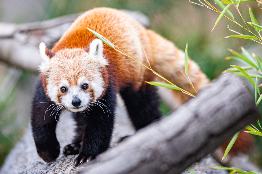 Charming Red Panda Wallpaper: Captured Curiosity in Nature