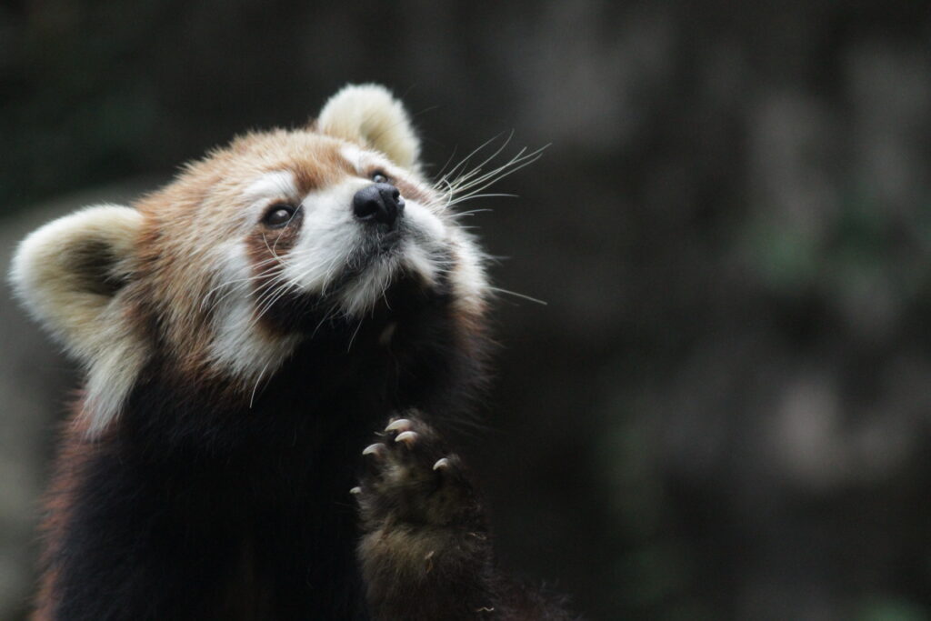 Charming Red Panda Wallpaper: Furry & Playful in Natural Setting