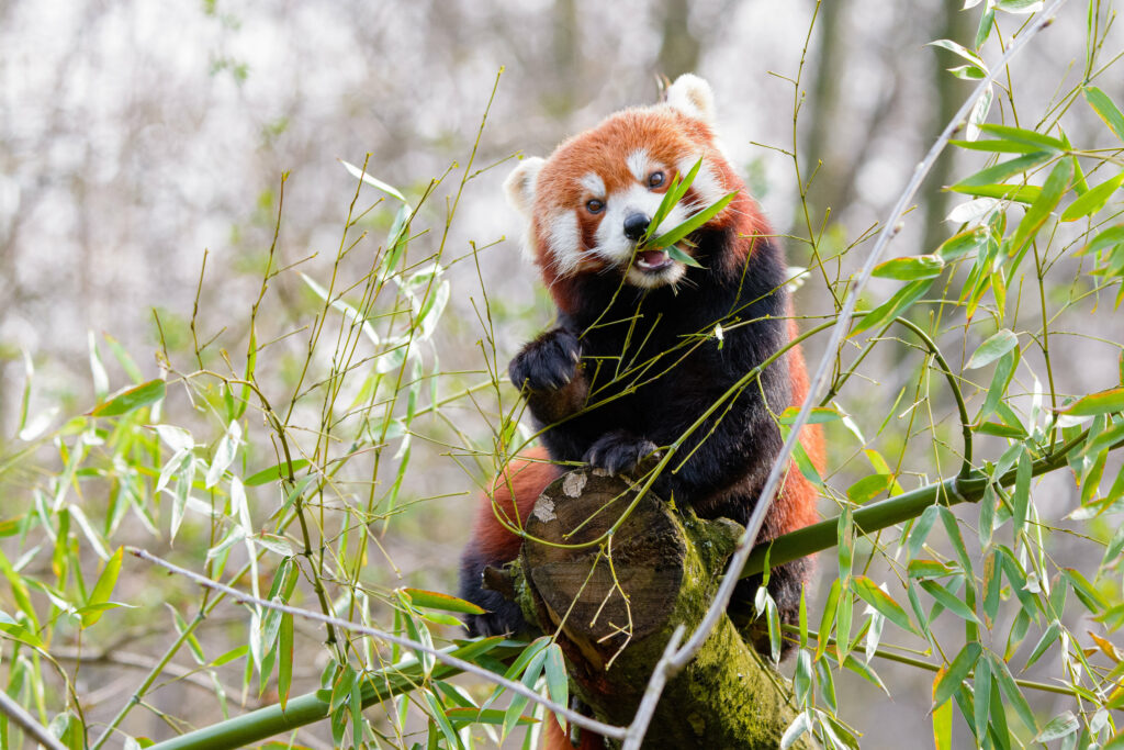 Charming Red Panda on Tree Branch - Lush Bamboo Background Wallpaper