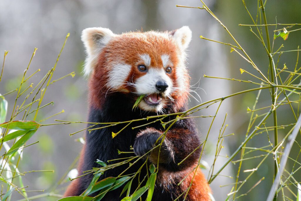 Charming Red Panda Munching Bamboo in Lush Green Background Wallpaper