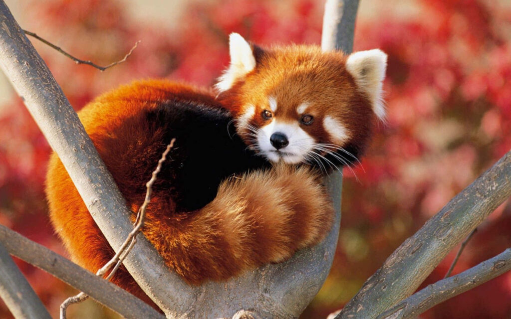 Charming Red Panda in Cozy Tree with Vibrant Fall Foliage Background Wallpaper