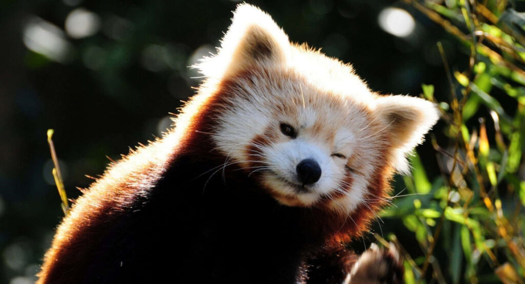 Adorable Red Panda Winking in Lush Natural Background Wallpaper