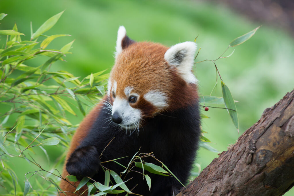 Charming Red Panda Wallpaper Among Lush Bamboo - Perfect for Animal Lovers