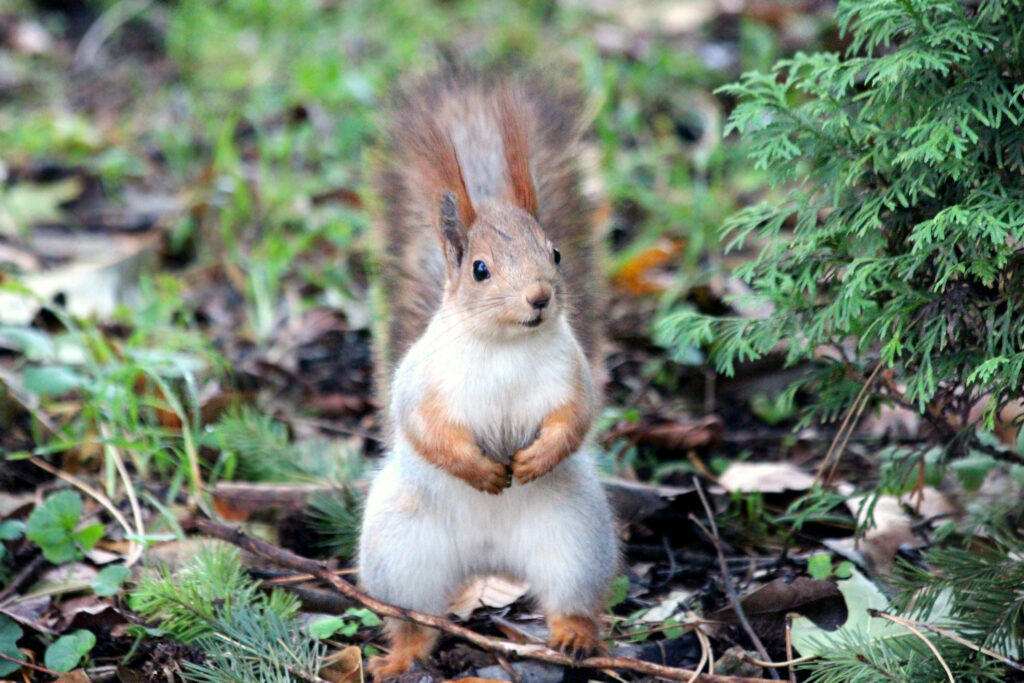 Cute Red Squirrel Wallpaper in Natural Greenery Background