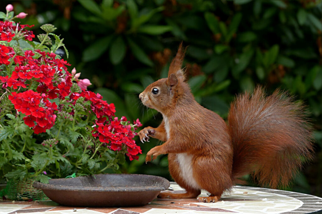 Adorable Red Squirrel on Table with Vibrant Flowers and Greenery Wallpaper