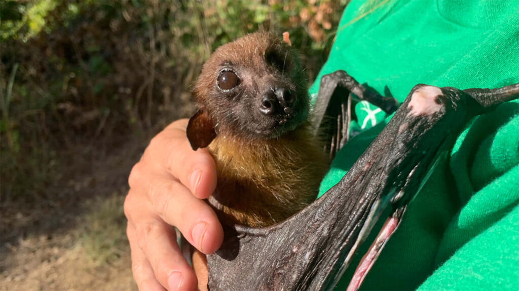 Cute Rescued Bat Wallpaper: Heartwarming Wildlife Conservation Scene