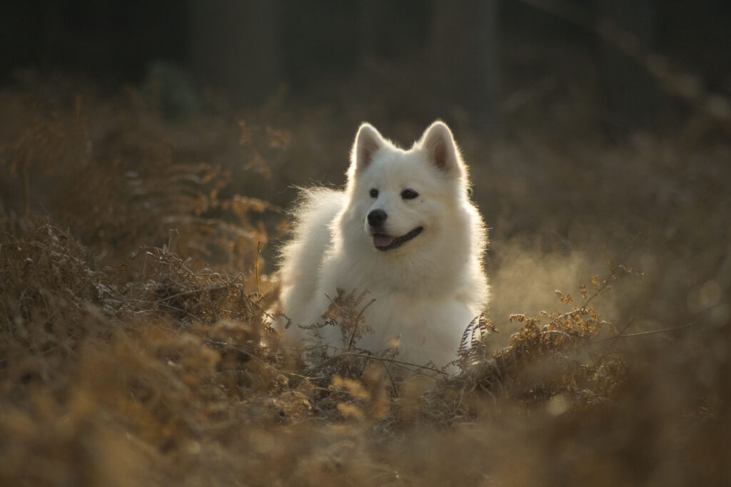 Adorable Samoyed Dog in Sunlit Forest - High-Res Wallpaper