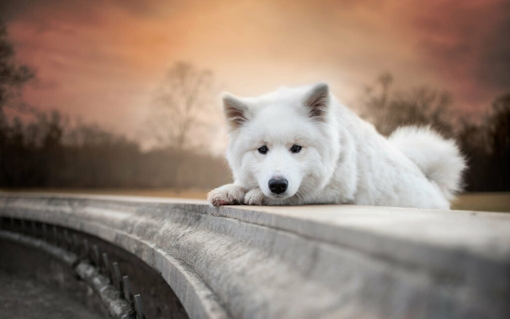 Cute Samoyed Puppy Charming the Streets with its Furry White Coat in Autumn - A HD Wallpaper