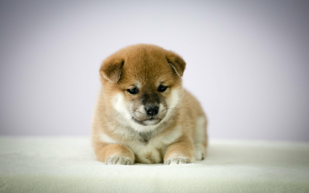 Cute Shiba Inu Puppy Dogs as Pets - 4K Wallpaper Background Photo