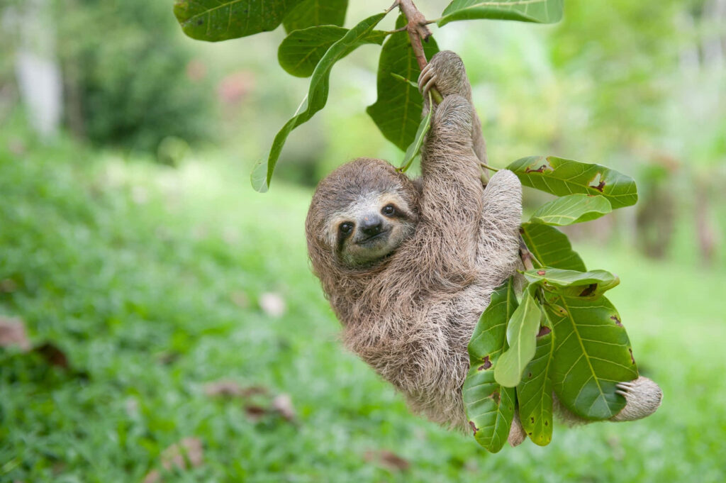 Cute Sloth Hangs Gracefully Amid Lush Green Background Wallpaper