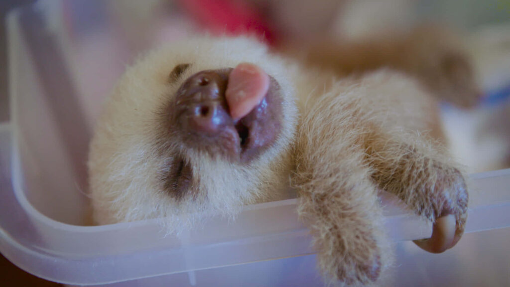Adorable Sloth Wallpaper: Cute, Relaxed & Playful Sleeping Pose
