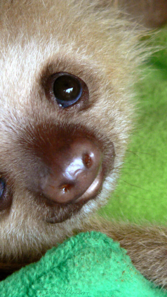 Cutesy Sloth Relaxing on Vibrant Green Blanket: Adorable & Peaceful Wallpaper