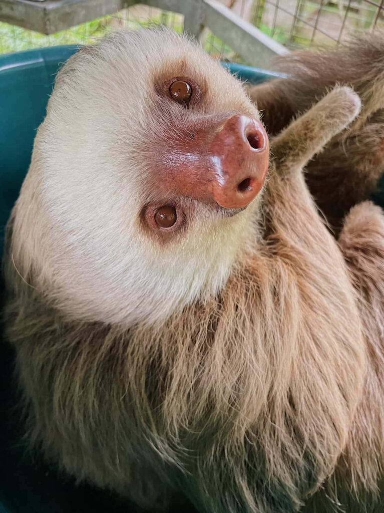 Adorable Sloth Wallpaper: Gentle Expression & Soft Fur in Serene Setting