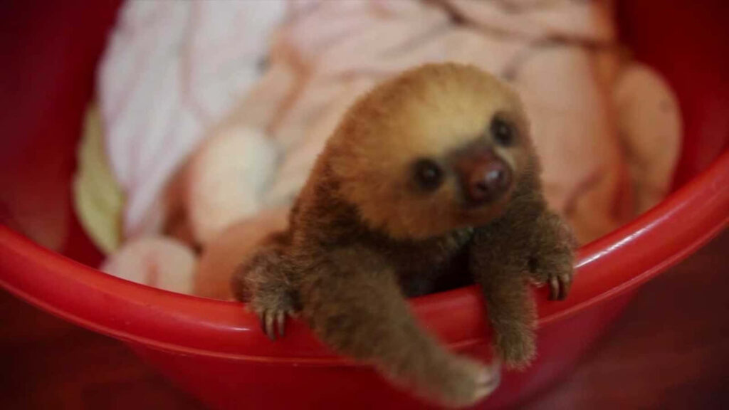 Charming Sloth Peeking Over Red Bucket – Adorable Animal Wallpaper