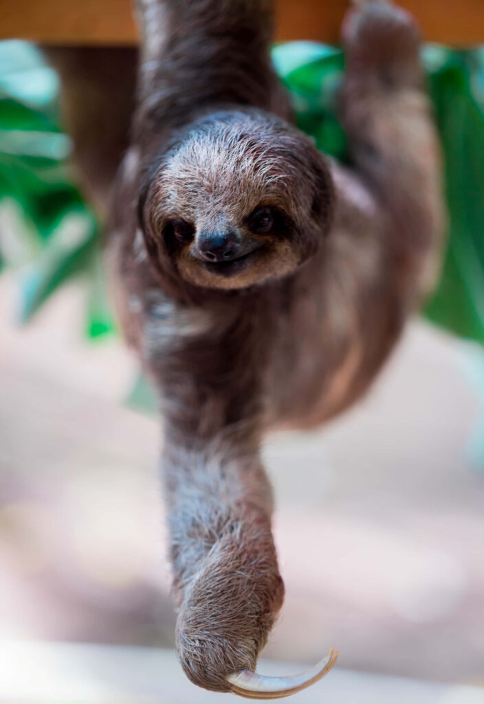 Charming Sloth Portrait with Serene Green Background Wallpaper