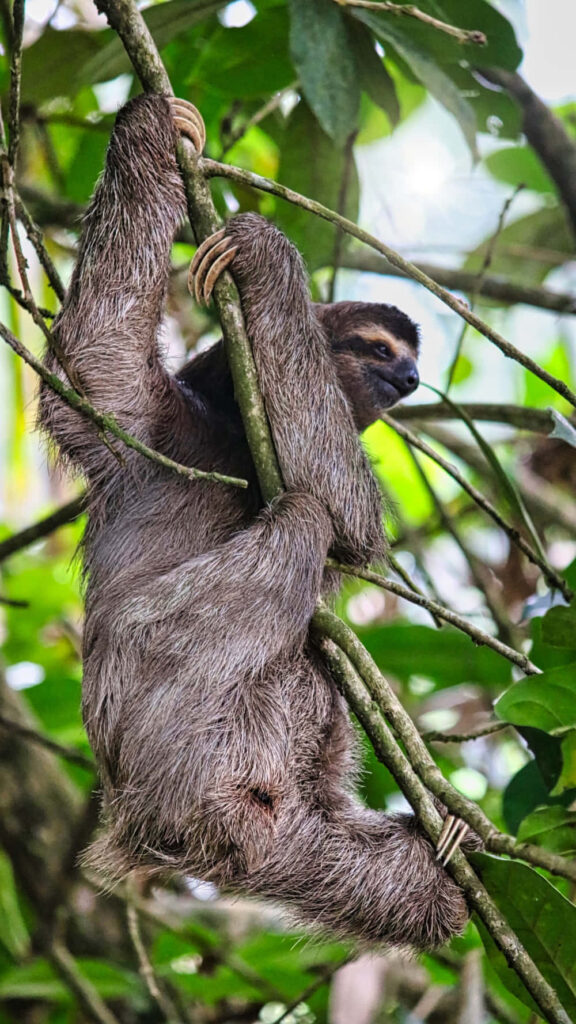Cute Sloth Climbing in Lush Green Forest - Serene Wallpaper