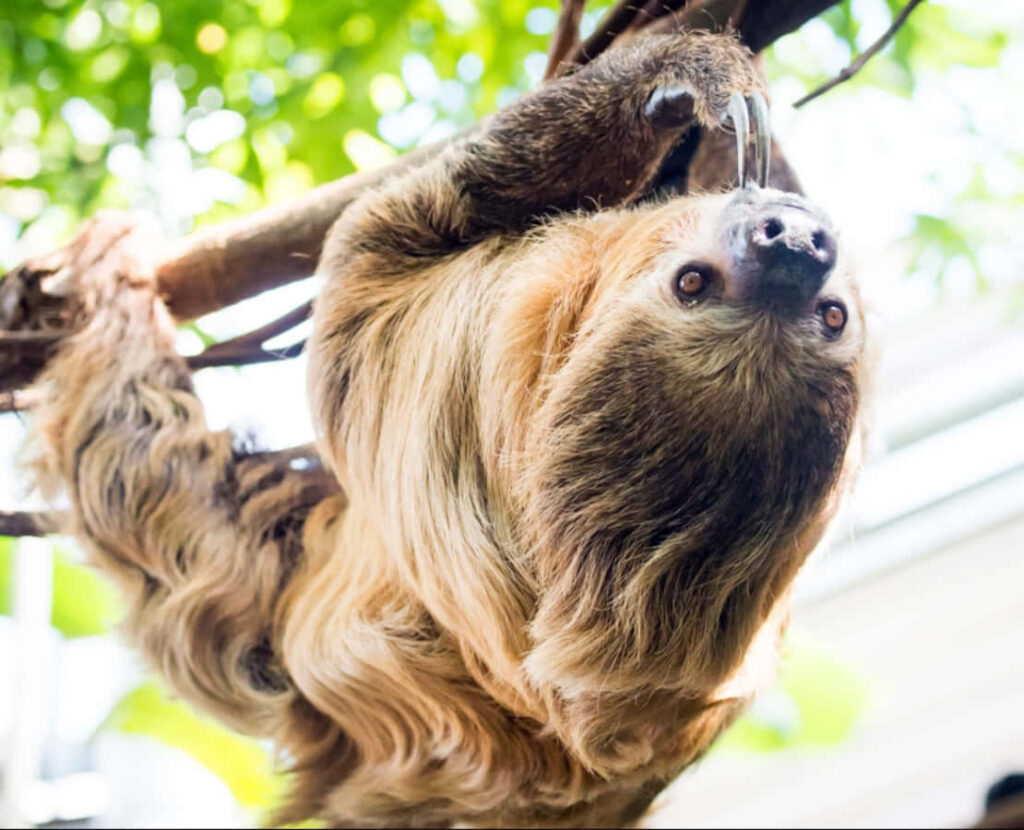 Cute Sloth Wallpaper: Serene Scene with Lush Green Foliage