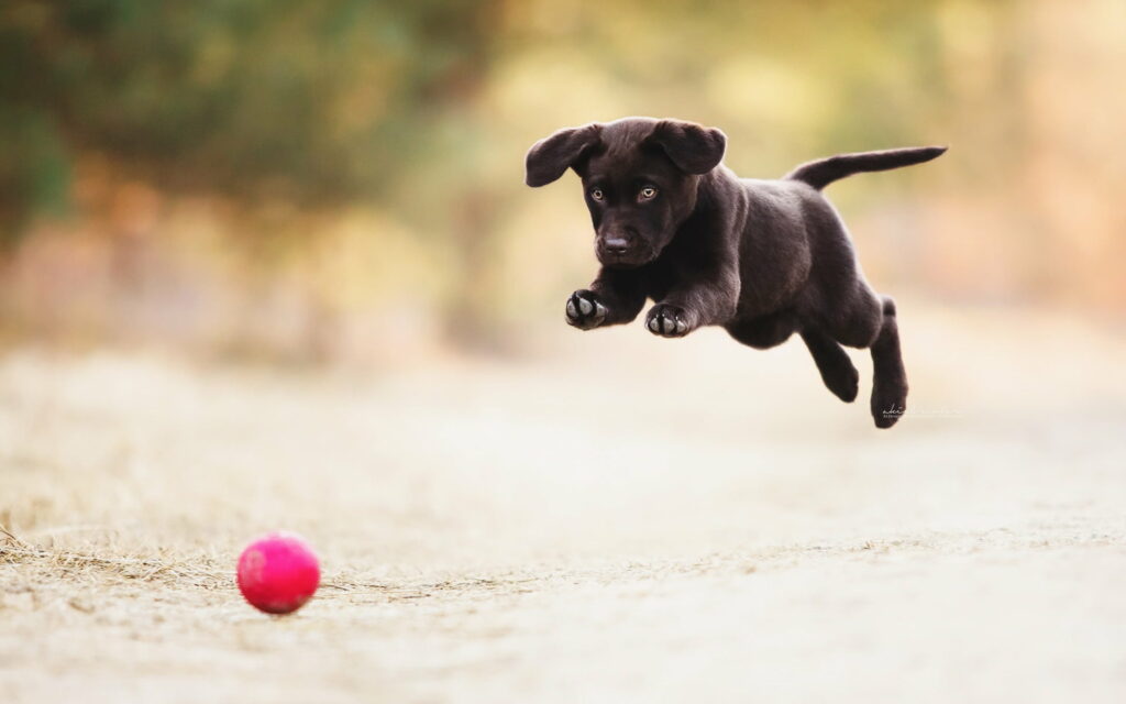 Adorable Small Black Labrador: Captivating HD Wallpaper Featuring a Playful Black Puppy