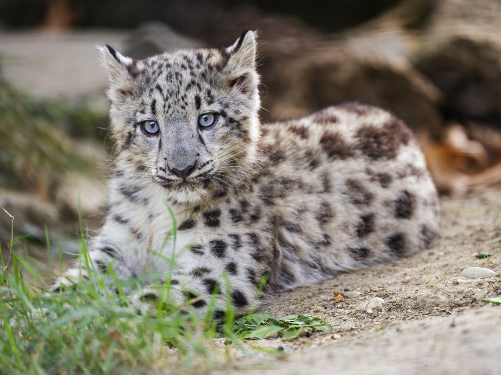 Cute Snow Leopard Cub Resting: Fluffy Fur & Striking Blue Eyes Wallpaper