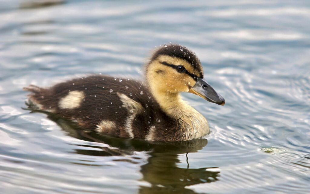 Charming Duckling Swimming: Serene Wallpaper with Gentle Ripples