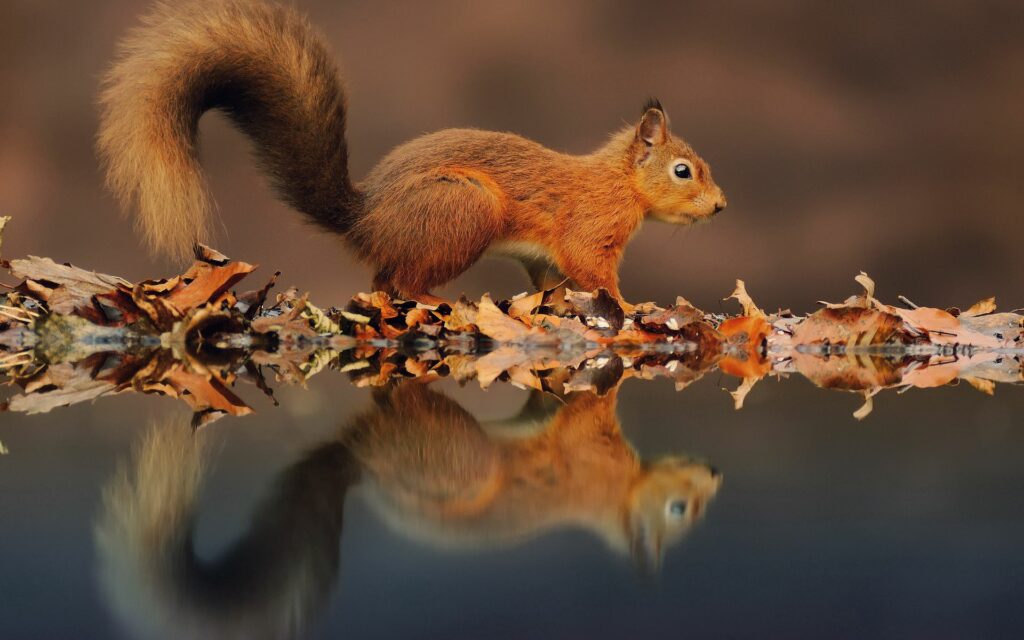 Charming Squirrel on Autumn Leaves - Serene Nature Wallpaper