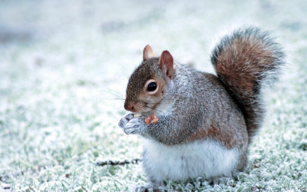 Cute Squirrel Eating in Serene Winter Background - 1920x1200 Wallpaper